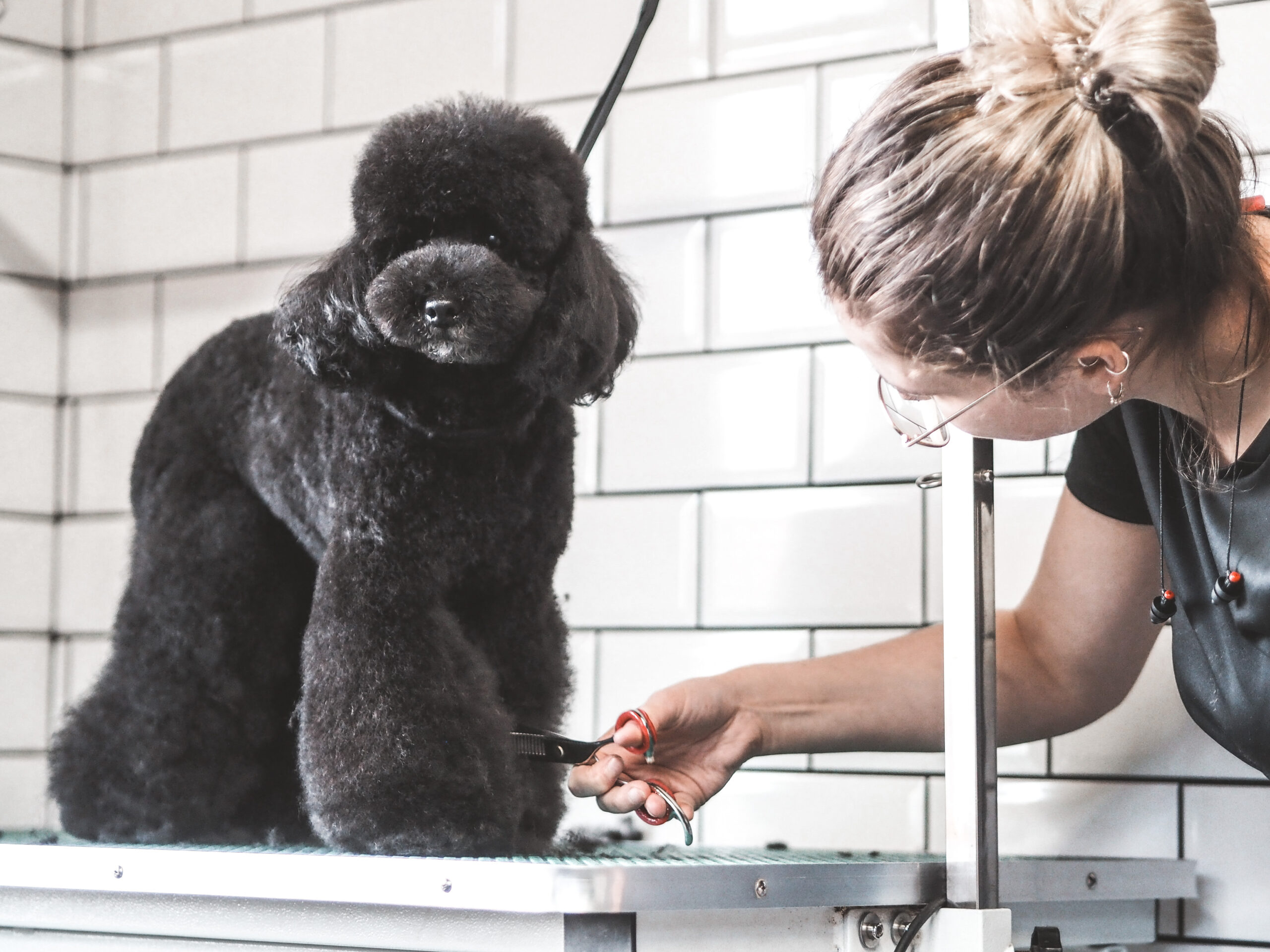 A black poodle being professionally groomed.