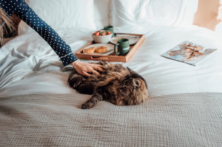 A woman strokes a cat after eating breakfast in bed.